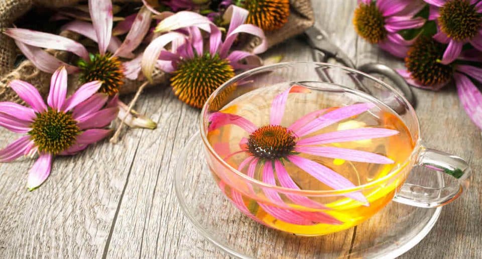 ¿Qué usos cosméticos tiene la Echinacea Purpurea? - Extractos