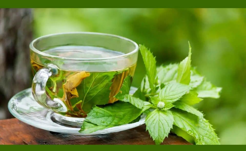 Catequinas de té verde para mejorar la salud y la belleza