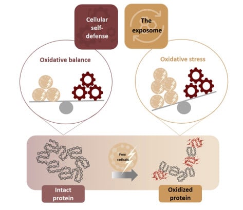 Fig. 2 El mecanismo de autodefensa celular propio de la piel para mantener el equilibrio oxidativo se agota en cuanto los factores externos del exposoma se acumulan y provocan estrés oxidativo. Como resultado, las propias proteínas de la piel se oxidan y su estructura y funcionalidad se ven alteradas.