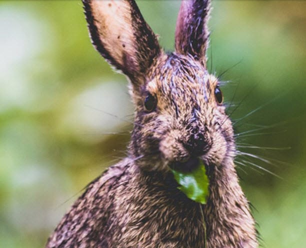 natura Mexico no hace pruebas en animales