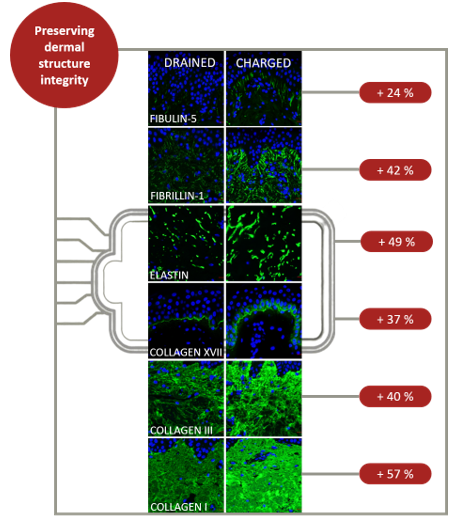 Figura 8: El tratamiento de explantes de piel humana con SC Complex aumenta la presencia de un gran número de compuestos dérmicos esenciales.